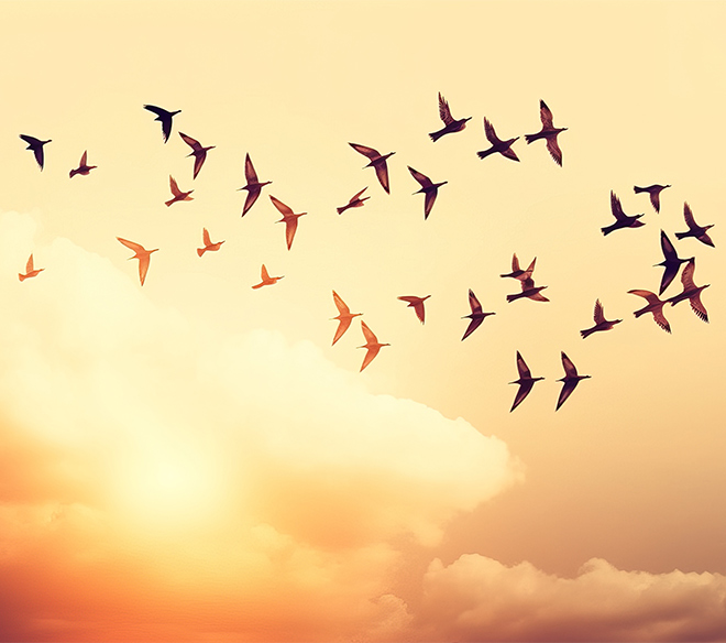 Palliativversorgung Palliativversorgung